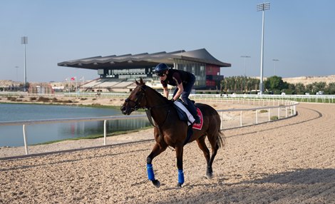 Lead Artist (Kieran Shoemark) at Sakir Racecourse in Bahrain on Thursday morning 14.11.24 Pic: Edward Whitaker