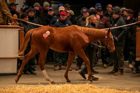 Lot 945 Frankel (GB) / Suelita (GB) Ch.F. (GB)       Whitsbury Manor Stud    Amo Racing    2,500,000<br>
Tattersalls <br>
December Foal Sale<br>
29/11/2024