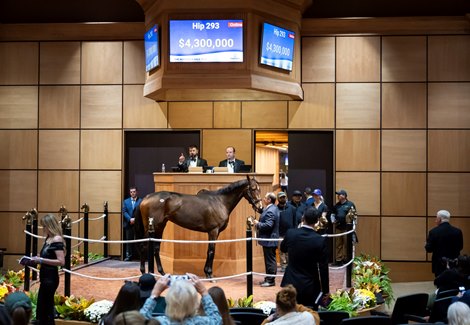 Hip 293 Moira consigned by Hill ‘n’ Dale at Xalapa to The November Sale at Fasig-Tipton in Lexington, Ky. on November 4, 2024.