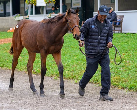 Hip 1403 colt by Drain the Clock out of Final Adventure at Baldwin Bloodstock, agent<br><br />
Keeneland Breeding Stock Sale at Keeneland in Lexington, Ky., on Nov. 7, 2024.