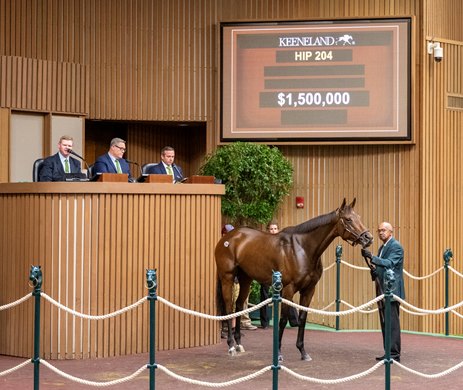 Hip 204, Hidden Connection by Connect out of CJ’s Gal sells at the Keeneland November Breeding Stock Sale for $1.5M in Lexington, KY Tuesday November 5, 2024. Photo by Anne Eberhardt