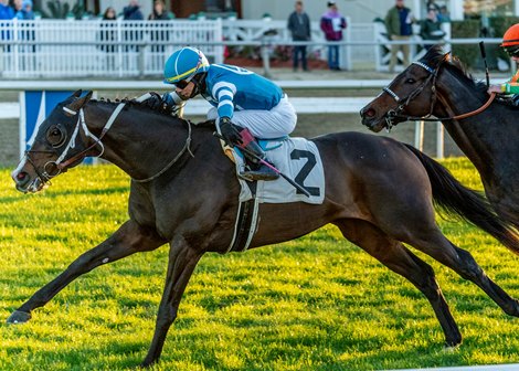 12/21/2024 - Gigante with Jose Ortiz aboard wins the 19th running of the $100,000 Buddy Diliberto Memorial Stakes at Fair Grounds. Hodges Photography / Amanda Hodges Weir