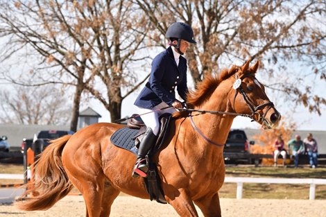 Retired racehorse Angry Moon with Lisa Reynolds