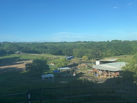 Caribbean Thoroughbred Aftercare in Rio Grande, Puerto Rico