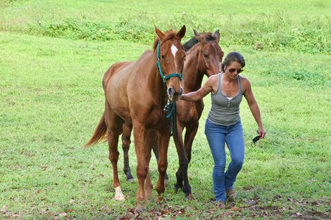 Kelley Stobie with two of horses at Caribbean Thoroughbred Aftercare