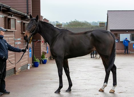 2024 Tattersalls December Breeding Stock Sale, Lot 1770A<br>
Tattersalls<br>
December Mare Sale<br>
01/12/2024