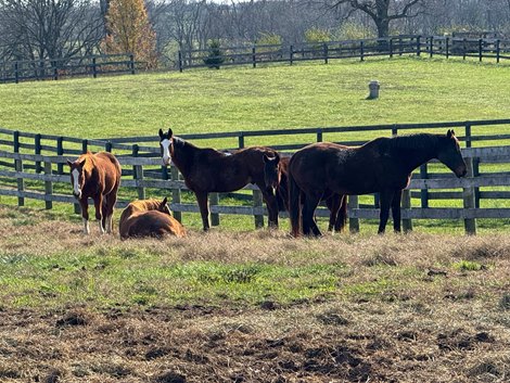 Lisa Reynolds' Herd of Retired Thoroughbreds at Rebel County Farm