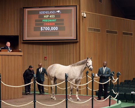 Hip 453, 2025 Keeneland January Sale