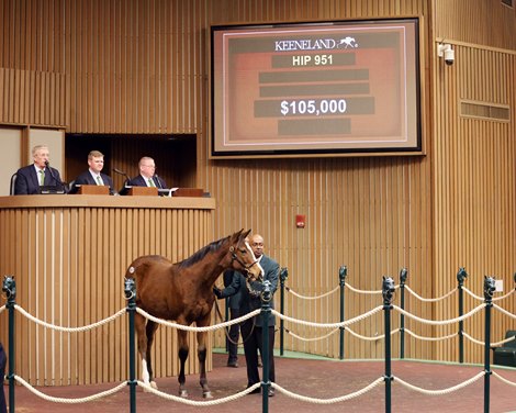 Hip 951, 2025 Keeneland January Sale