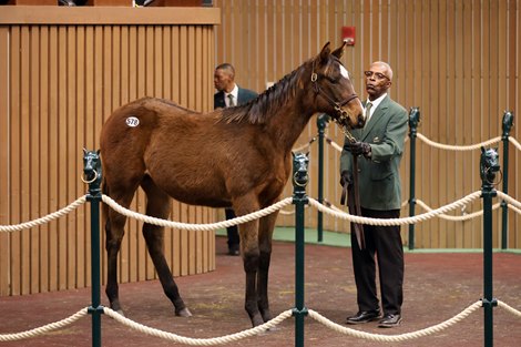 Hip 578, 2025 Keeneland January Sale