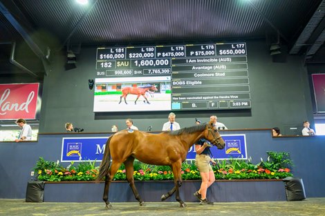 2025 Magic Millions Gold Coast Yearling Sale, Lot 182