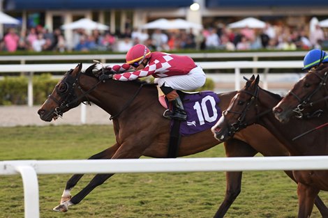 Nitrogen wins the 2025 Ginger Brew Stakes at Gulfstream Park