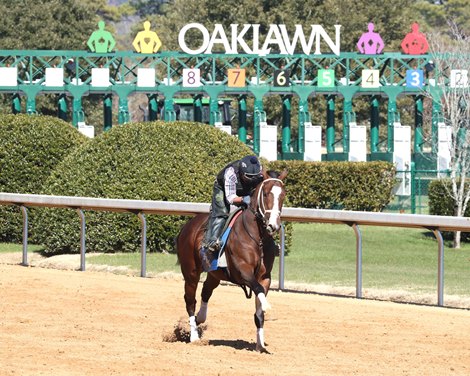 Patch Adams , Gallop, Oaklawn Park, 01-24-25