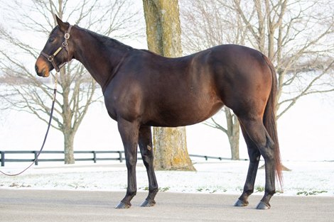 2025 Fasig-Tipton Kentucky Winter Mixed Sale, Hip 193 Allez Lele