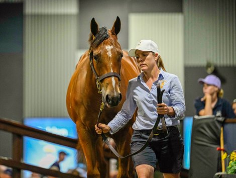 2025 Magic Millions Gold Coast Yearling Sale, Lot 1017