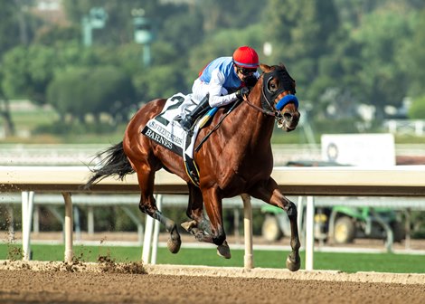 Zedan Racing&#39;s Barnes and jockey Juan Hernandez win the G2 $200,000 San Vicente Stakes Saturday January 4, 2025 at Santa Anita Park, Arcadia, CA.  The 3-year-old son of Into Mischief is named after trainer Bob Baffert’s assistant trainer Jimmy Barnes.<br>
Benoit Photo