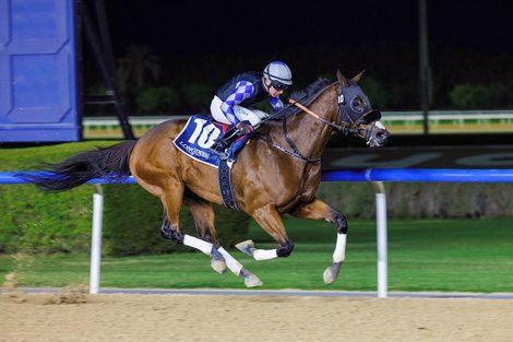 Walk of Stars wins the 2025 Al Maktoum Challenge at Meydan Racecourse