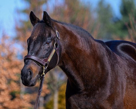 Mineshaft<br>
Stallion show More Than Looks, Senor Buscador and Mineshaft at Lane’s End Farm near Versailles, Ky., on Feb. 7. 2025