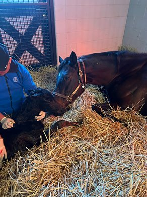 Goodnight Olive’s first foal, a colt by Not This Time