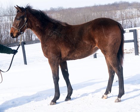 The 2024 Baaeed-Kamakura filly at Indian Creek Farm