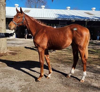 2025 Fasig-Tipton Kentucky Winter Mixed Sale, Hip 395<br>
Yearling, Curlin - Unbridled Mo, Colt