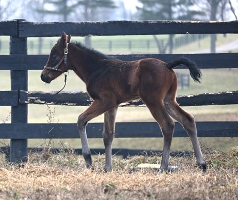 Bay colt, out of Twirling Kimmy (by Twirling Candy), was foaled on January 31 at Columbiana Farm. He is the first foal for the stallion, Smooth Like Strait, who stands at War Horse Place.