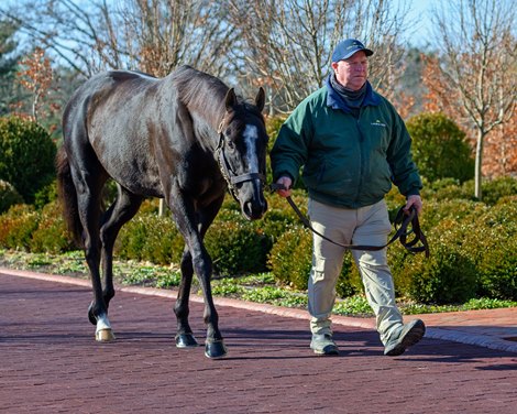 More Than Looks<br>
Stallion show More Than Looks, Senor Buscador and Mineshaft at Lane’s End Farm near Versailles, Ky., on Feb. 7. 2025