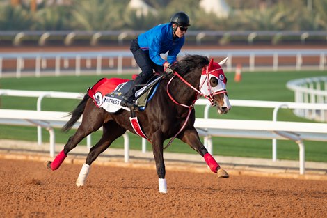 SC2025 Morning Trackwork_19 Feb 2025<br>
Horse: Mistress