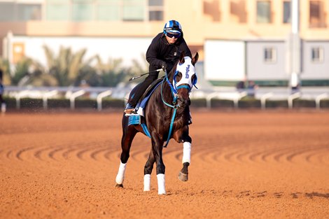 SC2025 Morning Trackwork_19 Feb 2025 Horse: Howard Wolowitz