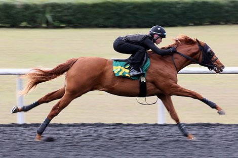 Hip 729, 2025 OBS March 2 Year-Olds-in Training Sale