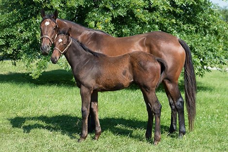 2024 ITOBA Broodmare of the Year, Maggie Sue, with 2024 ITOBA Horse of the Year and Champion 3-Year-Old, Demolisher, as a foal in 2021