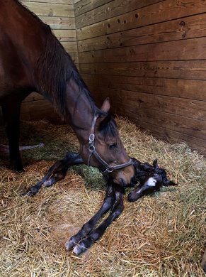 California Burrito after he was born