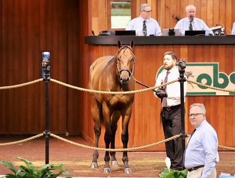 Hip 725, a colt by Nyquist in the ring