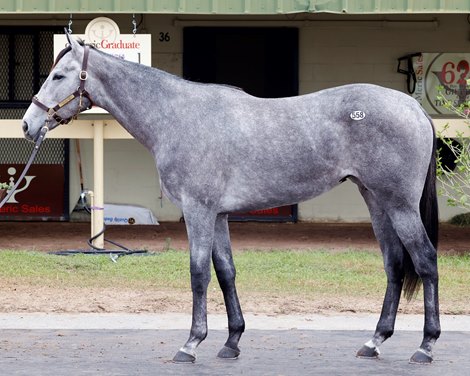 Hip 558, 2025 OBS March 2 Year-Olds-in Training Sale