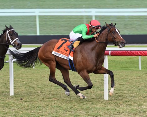 Special Wan wins the 2025  Honey Fox Stakes at Gulfstream Park