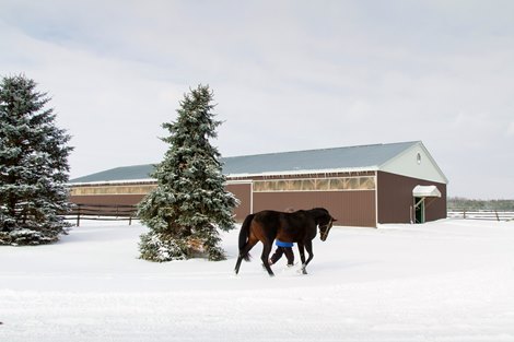 T.C. Westmeath Stud Farm