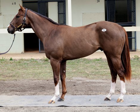 Hip 757, 2025 OBS March 2 Year-Olds-in Training Sale