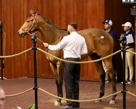 2025 OBS March 2 Year-Olds-in Training Sale, Hip 19