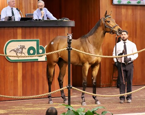 Hip 636, a filly by Quality Road