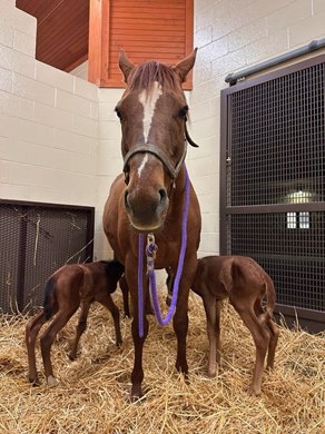 Oscar Performance twins<br>
Dam&#39;s name is Kona Kai. Born 3/10/25 at Meadowbrook Farm in Shelbyville, Ky.