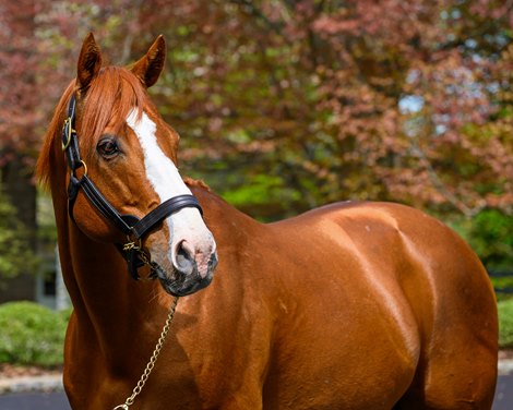 Justify<br>
Media day at Ashford Stud with stallion showings and Adrian Mansergh-Wallace answering media questions near Versailles, Ky., on April 22, 2025, in Lexington, Ky. Justify<br>
Media day at Ashford Stud with stallion showings and Adrian Mansergh-Wallace answering media questions near Versailles, Ky., on April 22, 2025, in Lexington, Ky.