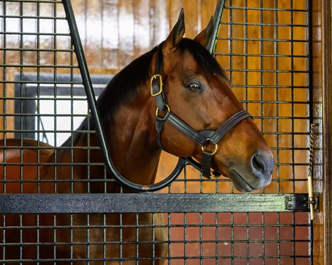 American Pharoah<br>
Media day at Ashford Stud with stallion showings and Adrian Mansergh-Wallace answering media questions near Versailles, Ky., on April 22, 2025, in Lexington, Ky.
