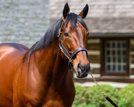 American Pharoah<br>
Media day at Ashford Stud with stallion showings and Adrian Mansergh-Wallace answering media questions near Versailles, Ky., on April 22, 2025, in Lexington, Ky.