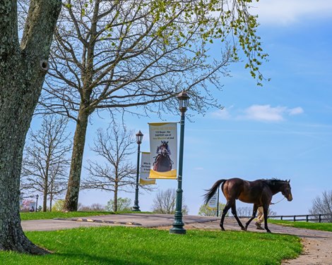 Stallion Life Is Good heading to his paddock. Scenes at WinStar in celebration of their 25th anniversary on April 1, 2025 in Versailles, Ky.