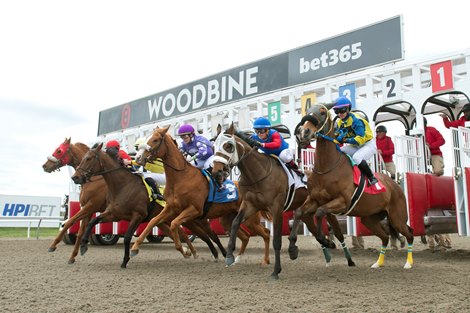 Thoroughbred's break from the starting gate 1st race of the 128 day meet.Winner #1 Bob and Jules under jockey Brooke Bays capture the 1st race.Woodbine/ Michael Burns Photo