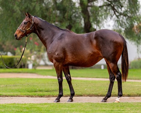 2025 Magic Millions Gold Coast National Broodmare Sale, Lot 920 Aristia