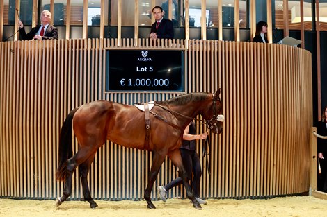 2025 Arqana Breeze Up Sale, Lot 5<br>
Arqana, Deauville, 10/05/2025, photo: Zuzanna Lupa