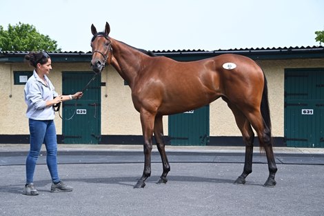 Tattersalls Breeze Up Sale 23-May-2025<br><br />
Lot 45 Street Sense x Conquest Sweetride from Kilminfoyle House Stud sold for €340,000 to Richard Brown.<br><br />
Healy Racing