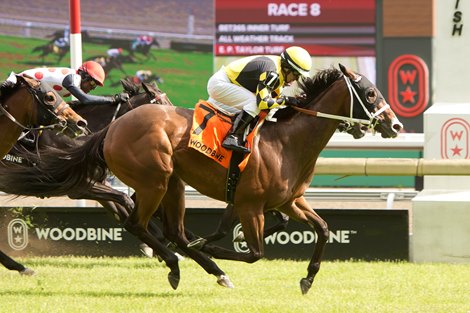 Jockey Huber Villa-Gomez guides Ms. Tart to victory over the E.P.Taylor turf course in the $150,000 HPIbet Royal North Stakes for owner Nathan McCauley and trainer Kevin Rice. Woodbine/Michael Burns Photo