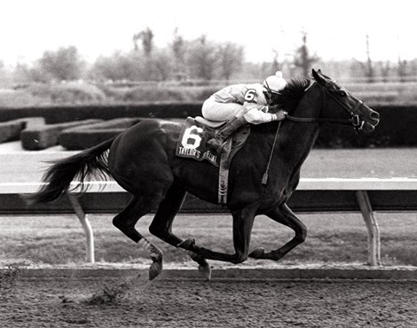 Taylor's Special wins the 1984 Blue Grass Stakes at Keeneland